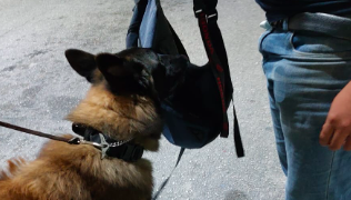 Con elementos de la Unidad Canina refuerzan la vigilancia en la carretera de Huaypix