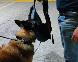Con elementos de la Unidad Canina refuerzan la vigilancia en la carretera de Huaypix