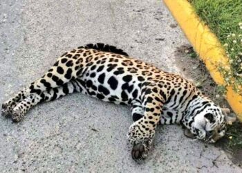 Muere un jaguar macho muere atropellado cerca de Akumal