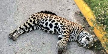 Muere un jaguar macho muere atropellado cerca de Akumal