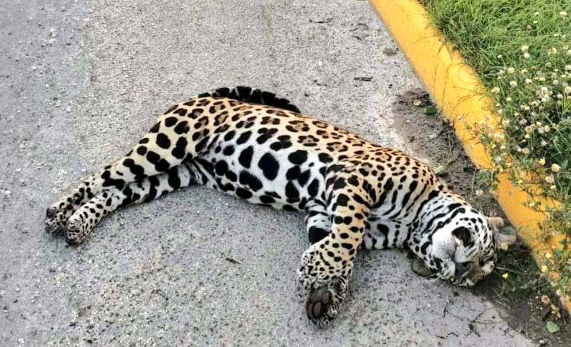 Muere un jaguar macho muere atropellado cerca de Akumal