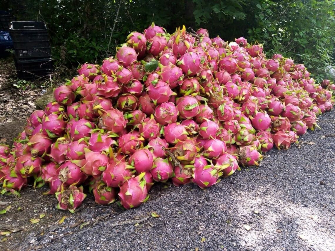 “Coyotes” regatean precio de #pitahayas de la zona maya