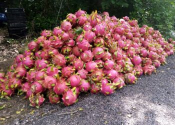 “Coyotes” regatean precio de #pitahayas de la zona maya
