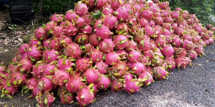 “Coyotes” regatean precio de #pitahayas de la zona maya