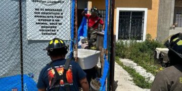 Rescatan a 5 perros con vida y hayan 23 muertos en casa de Cancún presuntamente usada como refugio de animales