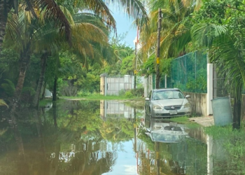 Continúa la deforestación de mangle en Punta Sam