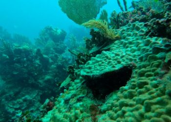 Constatan la salud de arrecifes en Mahahual y Xcalak