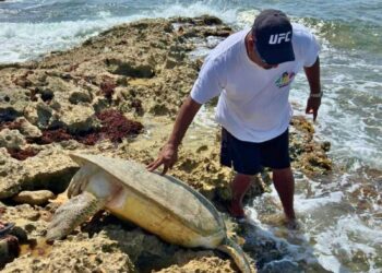 Rescatan y liberan tortuga marina que encalló en Punta Sur de Cozumel