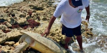 Rescatan y liberan tortuga marina que encalló en Punta Sur de Cozumel
