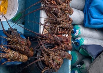 Aseguran producto y artes de pesca prohibidas en costas de Quintana Roo