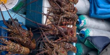 Aseguran producto y artes de pesca prohibidas en costas de Quintana Roo