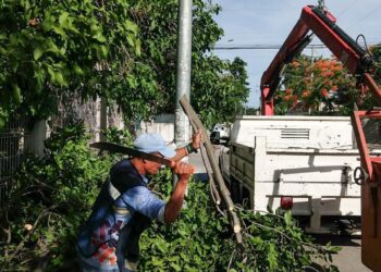 Realizan poda de árboles por temporada de lluvias