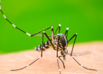 Quintana Roo registra 4 muertes por dengue y más de 2,700 casos confirmados