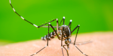 Quintana Roo registra 4 muertes por dengue y más de 2,700 casos confirmados