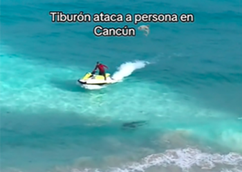 Avistan impresionante tiburón toro en las aguas de Cancún