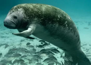 Quintana Roo con población baja de manatíes, cambio climático afecta a la especie en extinción