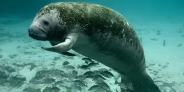 Quintana Roo con población baja de manatíes, cambio climático afecta a la especie en extinción