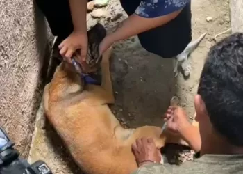 Encuentran perros muertos en calles de una colonia de Chetumal