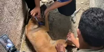 Encuentran perros muertos en calles de una colonia de Chetumal