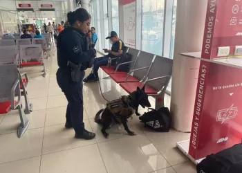 Aseguran droga en terminal de pasajeros de Chetumal