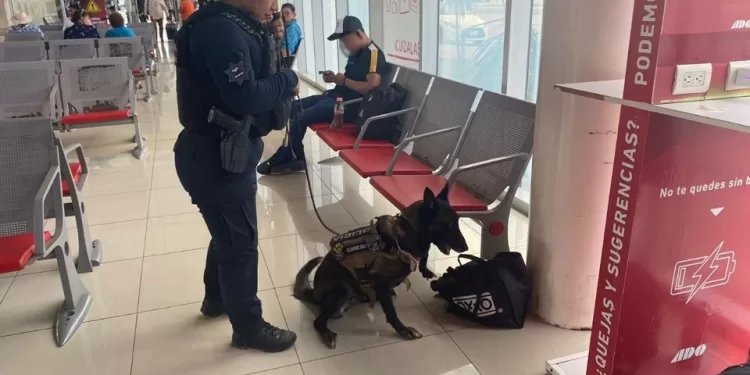 Aseguran droga en terminal de pasajeros de Chetumal
