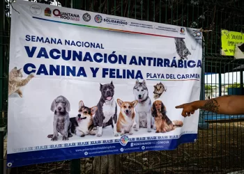 Sigue con éxito campaña de vacunación antirrábica en Solidaridad