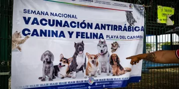Sigue con éxito campaña de vacunación antirrábica en Solidaridad
