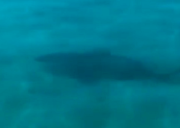 Aumenta la presencia de tiburones toro en Playa del Carmen