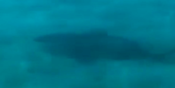 Aumenta la presencia de tiburones toro en Playa del Carmen