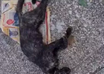 Se requiere mayor personal para atender casos de maltrato animal en Quintana Roo