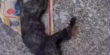 Se requiere mayor personal para atender casos de maltrato animal en Quintana Roo