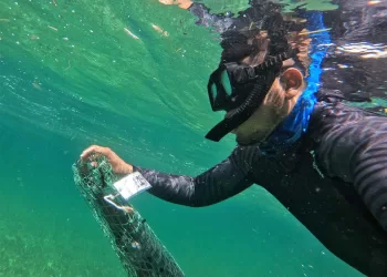 Realizan monitoreo de ejemplares del Santuario del Manatí-Bahía de Chetumal