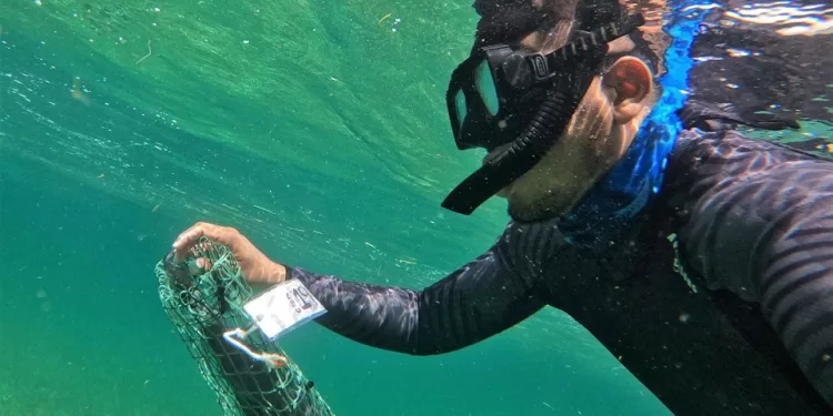 Realizan monitoreo de ejemplares del Santuario del Manatí-Bahía de Chetumal