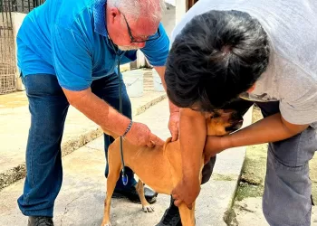 Vinculan a proceso por maltrato animal al dueño de canino