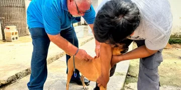 Vinculan a proceso por maltrato animal al dueño de canino