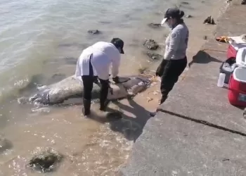 Hallazgo de manatí muerto en la Bahía de Chetumal despierta preocupación