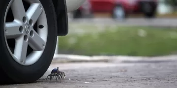 Exhortan a automovilistas de Cancún a extremar precauciones para proteger al cangrejo azul