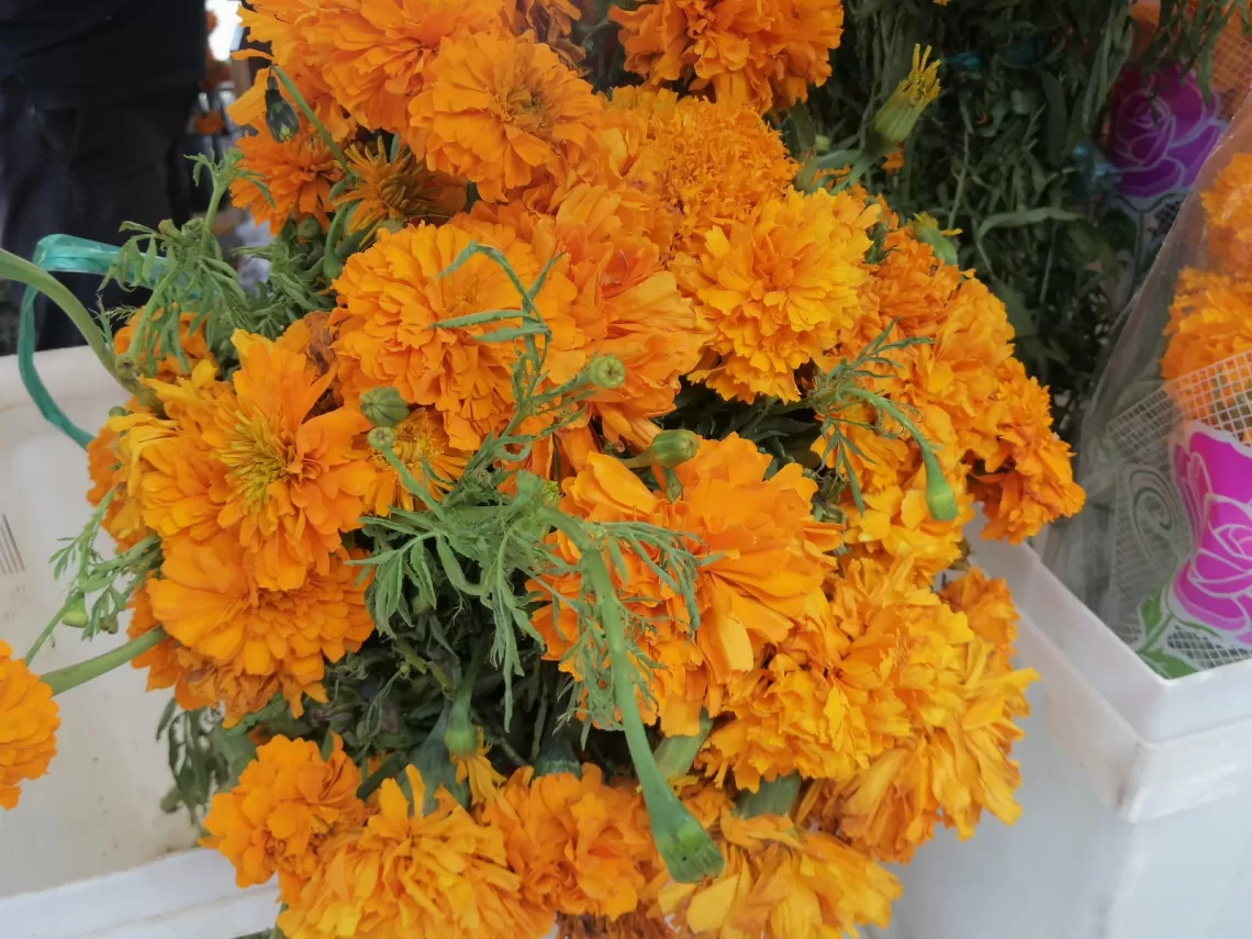 Arriba a Cancún la flor más icónica del Día de Muertos: cempasúchil 