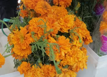 Arriba a Cancún la flor más icónica del Día de Muertos: cempasúchil 