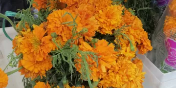 Arriba a Cancún la flor más icónica del Día de Muertos: cempasúchil 
