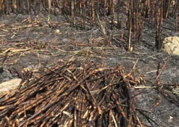Cañeros siguen sufriendo la falta de mano de obra que se llevó el Tren Maya