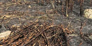 Cañeros siguen sufriendo la falta de mano de obra que se llevó el Tren Maya