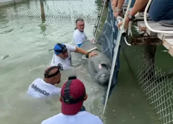 Liberan en la Laguna Milagros al manatí “Pompeyo”
