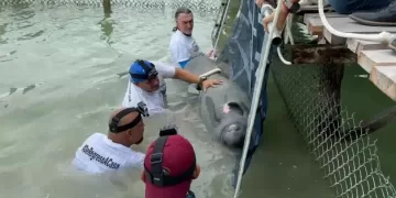 Liberan en la Laguna Milagros al manatí “Pompeyo”