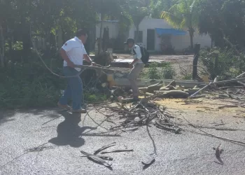 Fuertes vientos derriban árboles en municipio de Lázaro Cárdenas