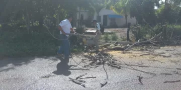 Fuertes vientos derriban árboles en municipio de Lázaro Cárdenas
