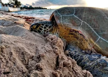 Aún fuera de temporada sigue el arribo de tortugas marinas en Solidaridad