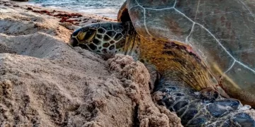 Aún fuera de temporada sigue el arribo de tortugas marinas en Solidaridad