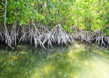 Manglares de Puerto Morelos cerca de convertirse en ANP
