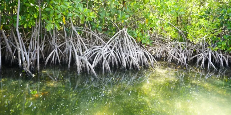 Manglares de Puerto Morelos cerca de convertirse en ANP